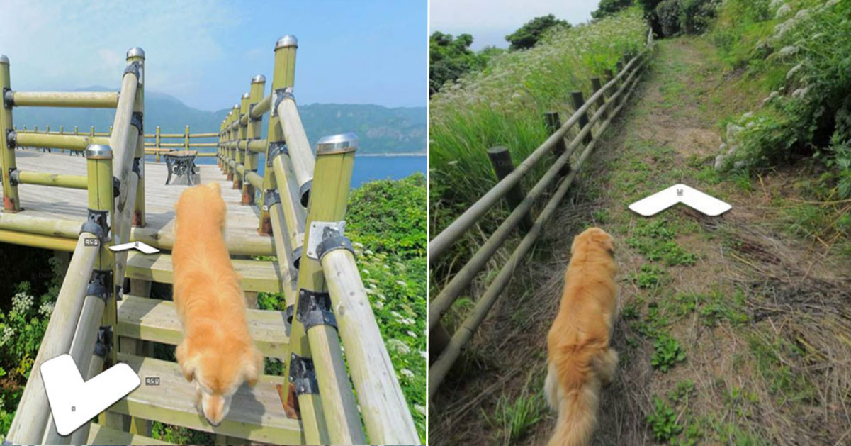 Questo cane segue un fotografo di google street view e appare in tutte le foto scattate!