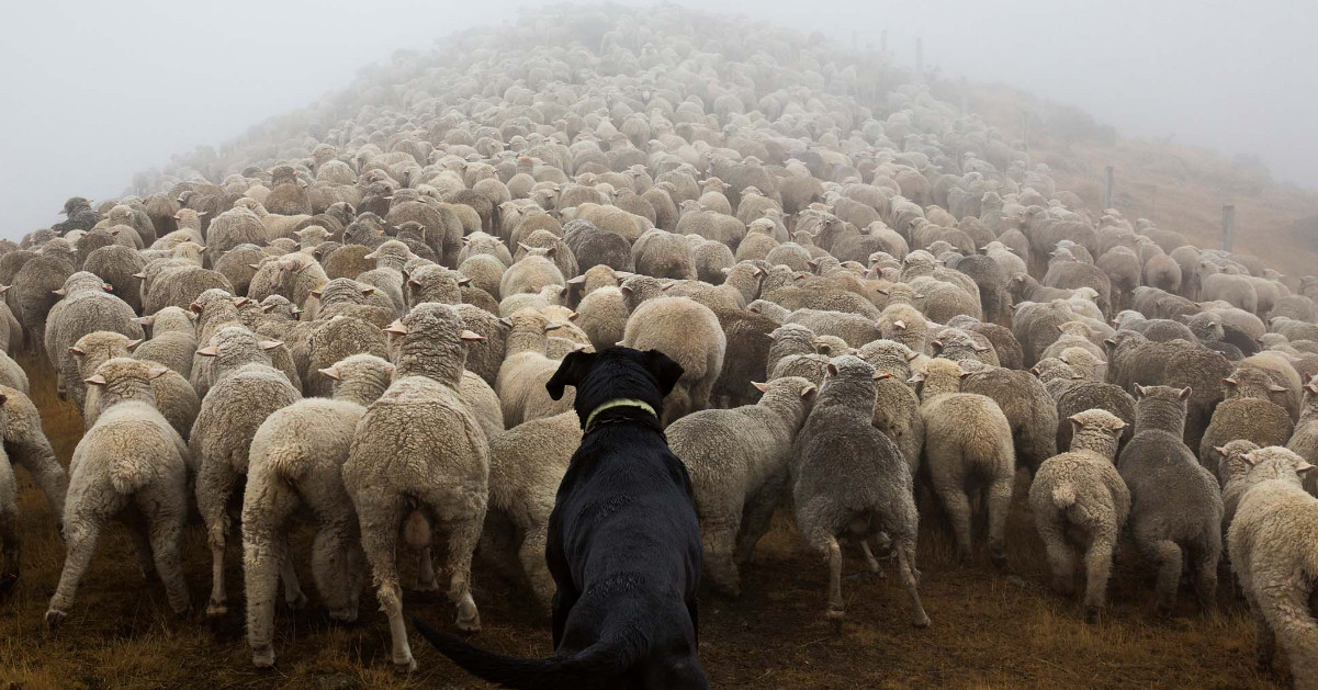 5 Mestieri che i cani svolgono da soli o insieme all’uomo!