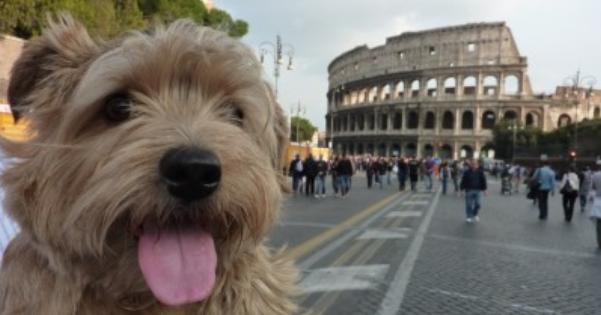 Ordinanza del sindaco di Roma: I cani non possono bere dalle fontane