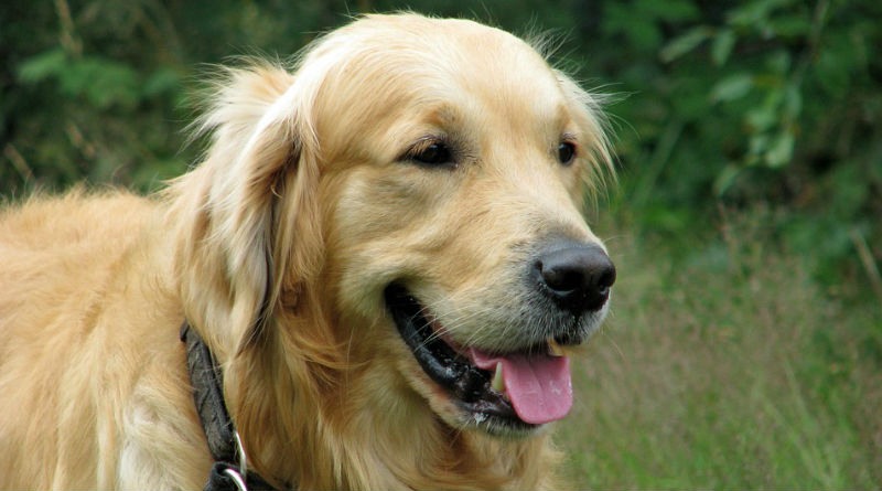 golden retriever