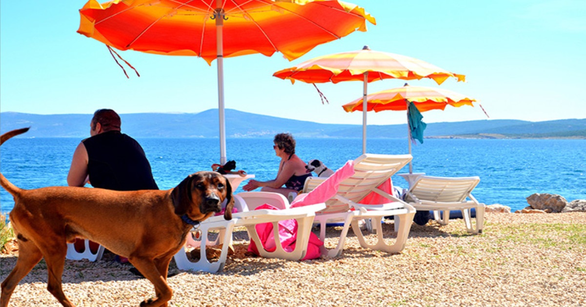Spiagge libere anche per i cani