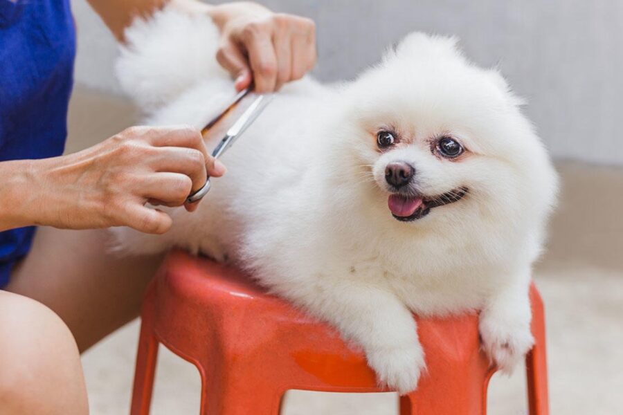 tosare il cane con le forbici