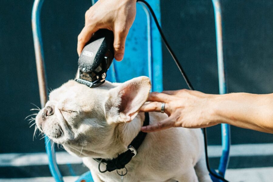 come tosare il cane nella testa