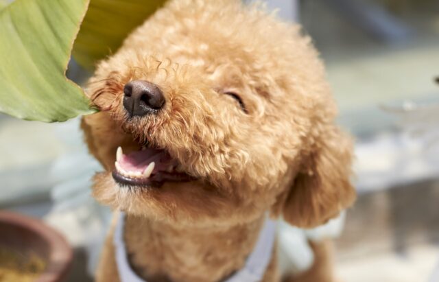 Perché tosare il cane in estate è sbagliato