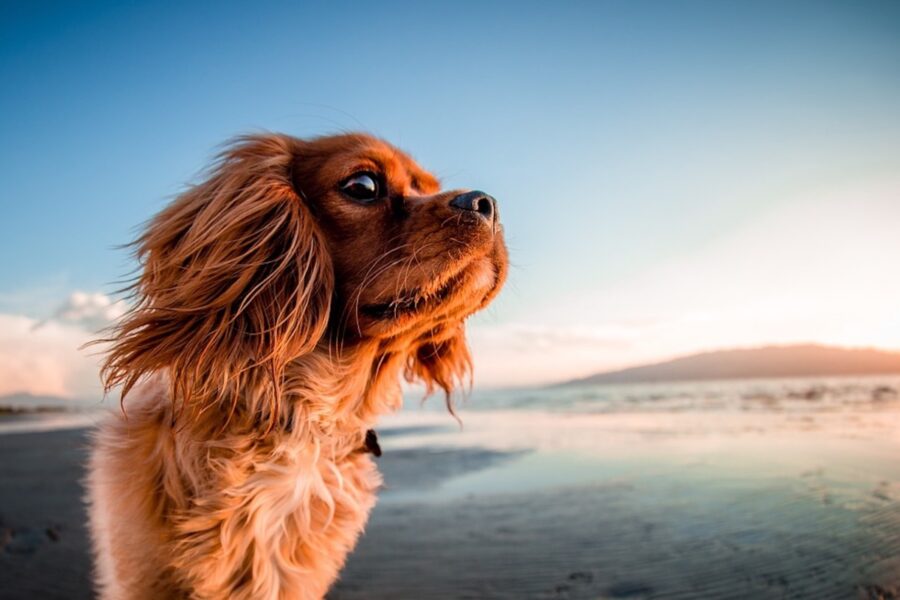 cane al mare