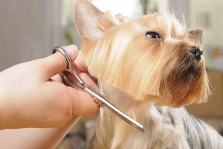 tagliare il pelo del cane con le forbici