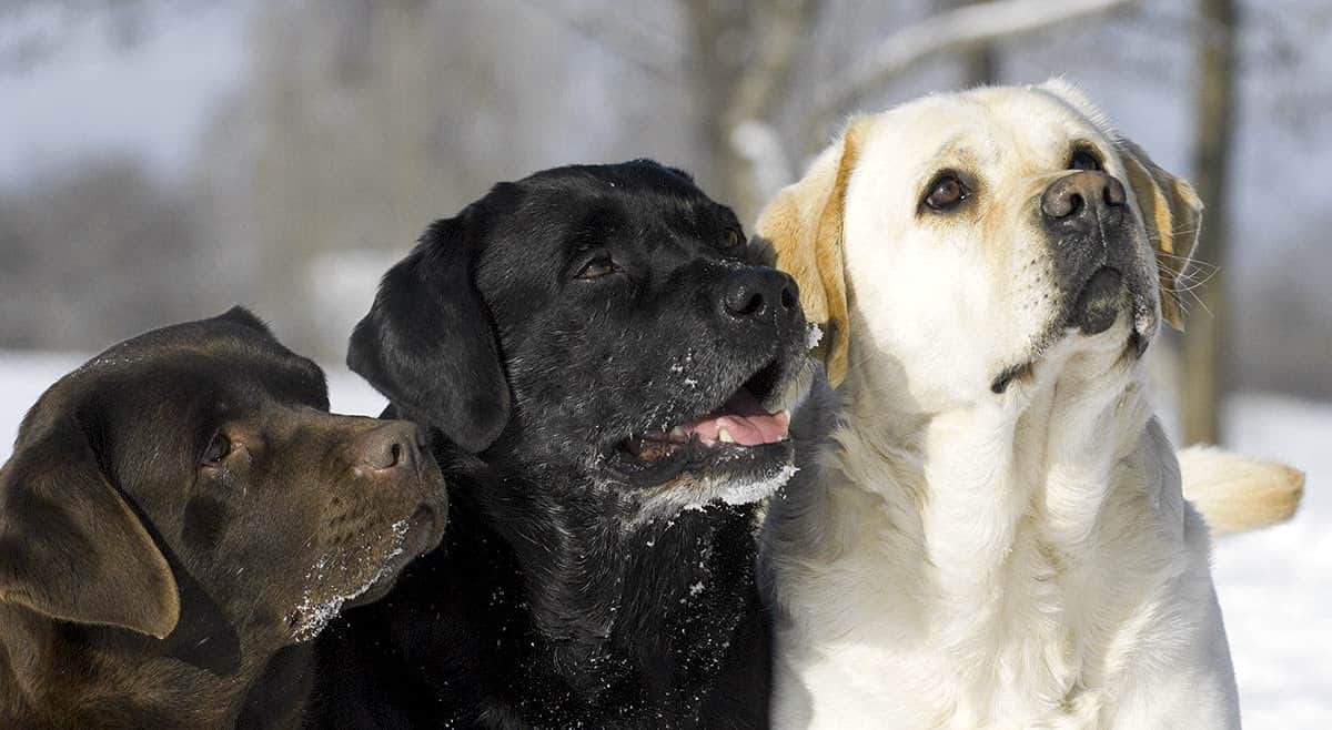 Tumori e razze di cani: le 7 più soggette a svilupparli