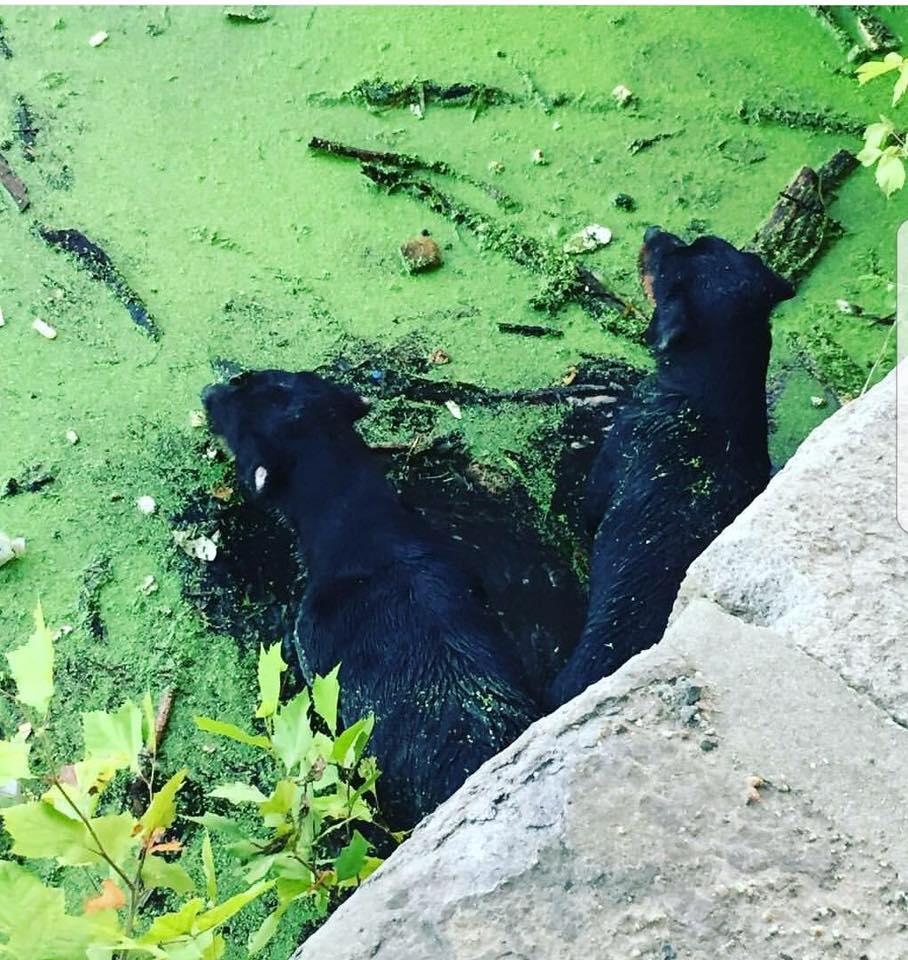 Le due cagnoline erano ferme nell’acqua stagnante accanto a delle rocce e pareva che si fossero fermate in quel punto durante la notte. Non sapevo come avrebbero reagito alla mia presenza e ho chiamato la Protezione Animali ma dopo 6 ore erano ancora lì. Ho dovuto farmi coraggio