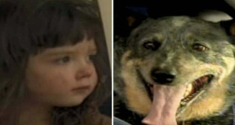 Una bimba di 4 anni e il suo cane erano scomparsi, perdendosi nei boschi. Quello che avvistano i soccorritori dall’elicottero