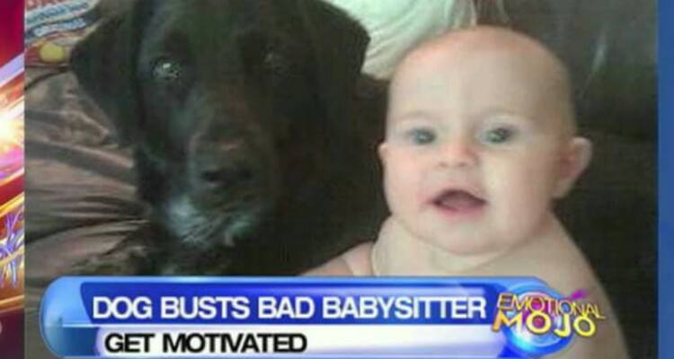 Il cane aggredisce la baby sitter. Il motivo? Spaventoso
