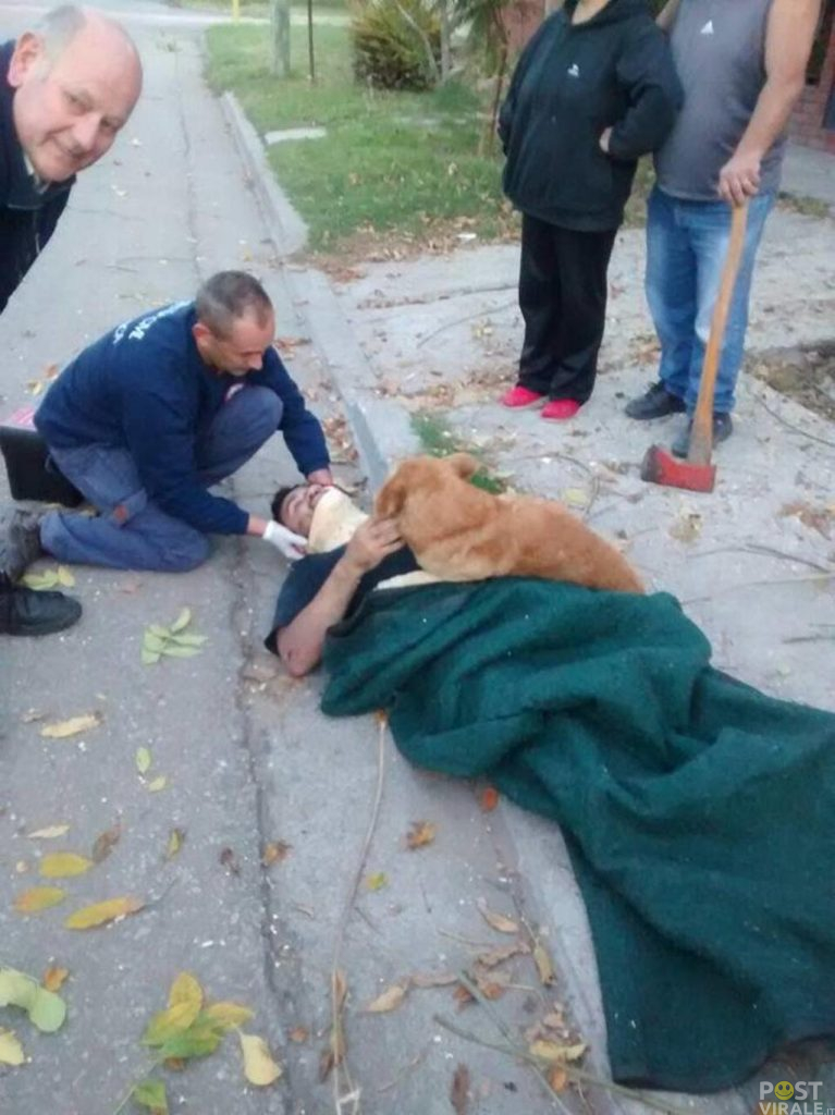 cane-si-rifiuta-di-allontanarsi-dal-padrone-ferito-fino-allarrivo-dellambulanza-ecco-le-foto-2-767x1024