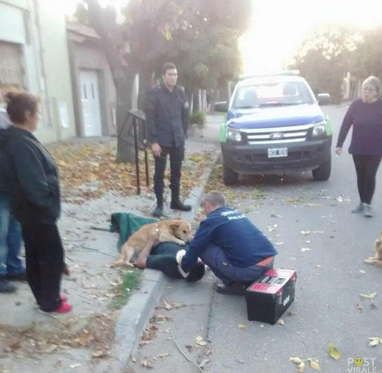 cane-si-rifiuta-di-allontanarsi-dal-padrone-ferito-fino-allarrivo-dellambulanza-ecco-le-foto-3-768x750