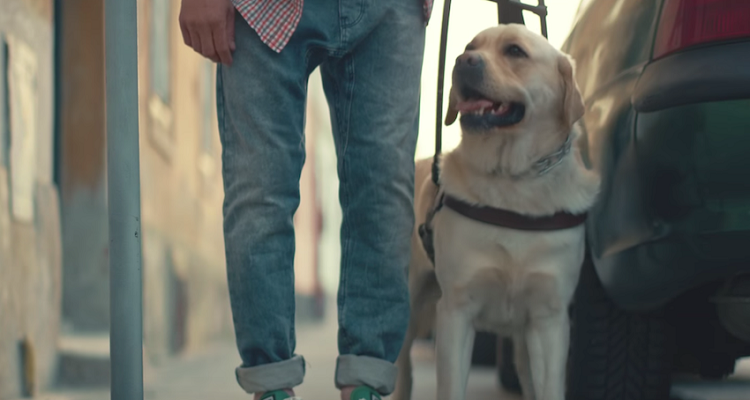 Il cane guida accompagna il suo umano cieco in strada ma lo abbandona poco dopo. Le cose però, non sono come sembrano e lo capirete alla fine del video 