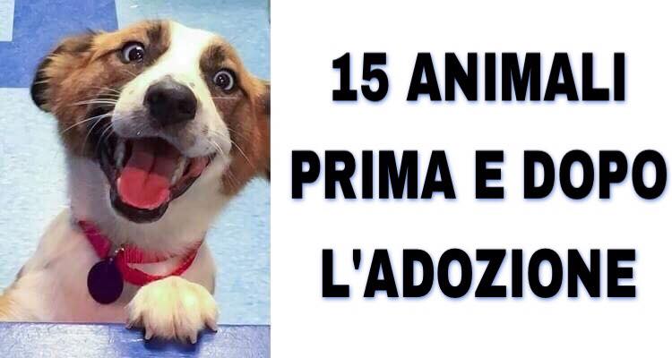 15 animali prima e dopo l’adozione