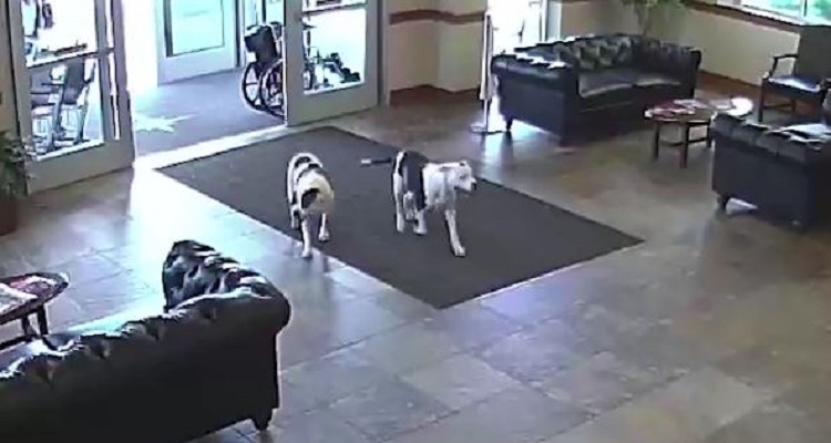 2 pitbull vagano sui corridoi di un ospedale ma quando entrano in farmacia