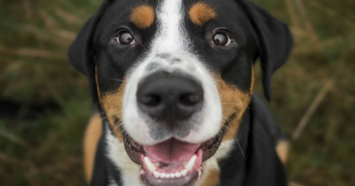 5 Modi in cui il tuo cane ti dice che ci tiene a te