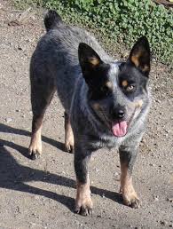 heeler