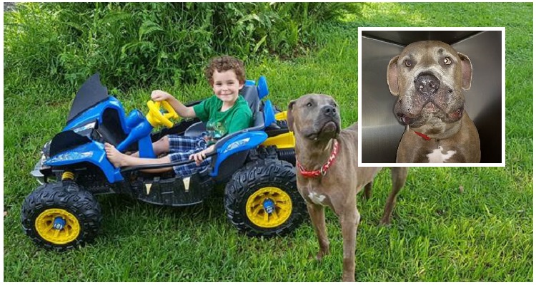 Ho detto a mia figlia che Slayer era un cane tranquillo e che i miei nipoti sarebbero stati al sicuro con lui. Non sapevo che poche ore più tardi una tragedia sarebbe