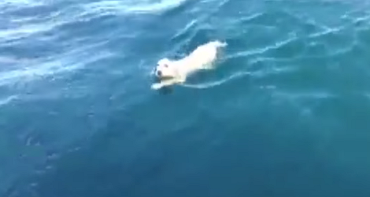 Golfo di Napoli. Stavamo facendo un giro in barca quando, all’improvviso, abbiamo avvistato un animale che nuotava verso di noi. Eravamo al largo è non sarebbe potuto arrivare lì da solo. Poche ore dopo abbiamo scoperto cos’era successo 