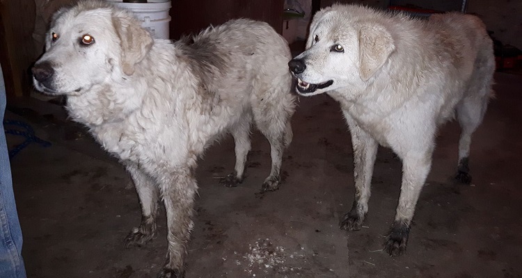 I miei cani sono 2 eroi. Hanno affrontato le fiamme per salvare le pecore