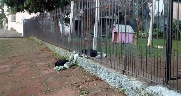 Lana, la cucciola dal cuore tenero