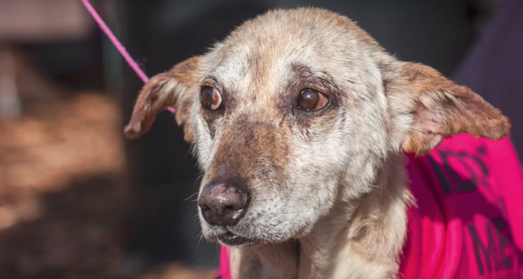 Vogliono sopprimerlo ma il veterinario riesce a salvarlo