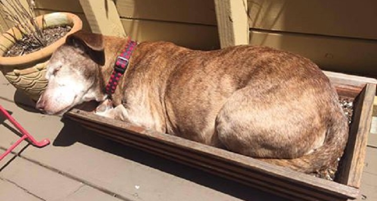 Ad 11 anni trova la felicità grazie ad un sonnellino sul patio della persona giusta