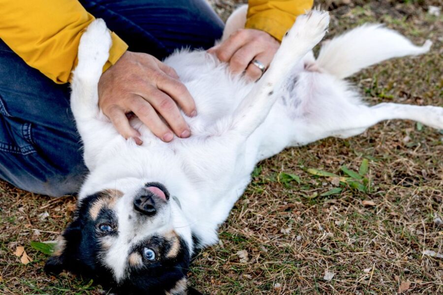 come accarezzare la pancia al cane