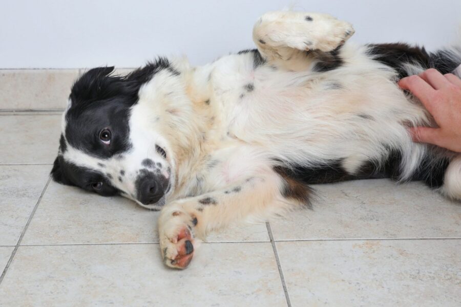 cane mostra la pancia