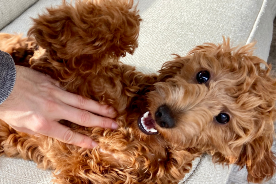 cagnolino felice