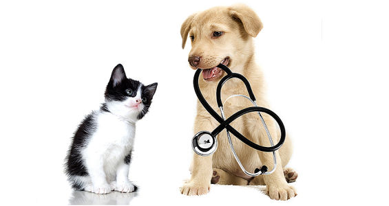 a-varese-e-stato-attivato-il-servizio-di-ambulanza-veterinaria