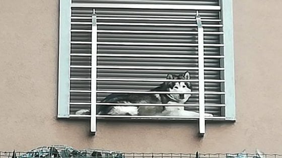 a-verona-le-prime-multe-per-chi-lascia-il-cane-in-balcone