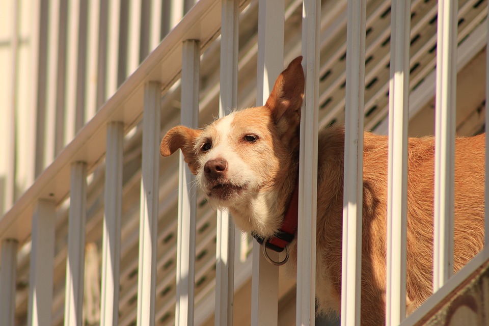 a-verona-saranno-multate-le-persone-che-lasciano-il-cane-in-balcone