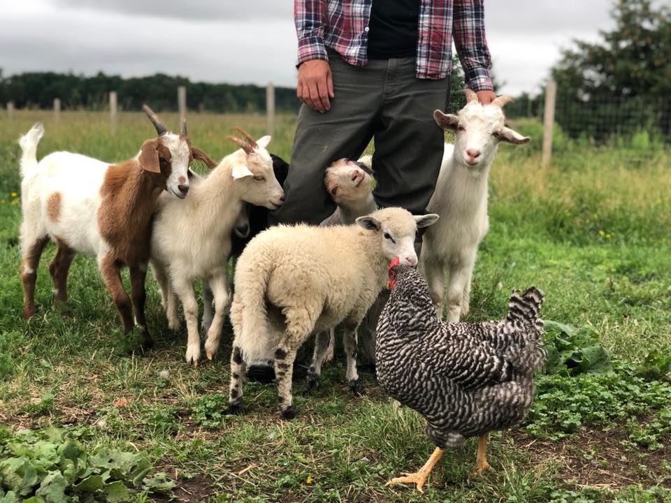 black-goat-farm-and-sanctuary