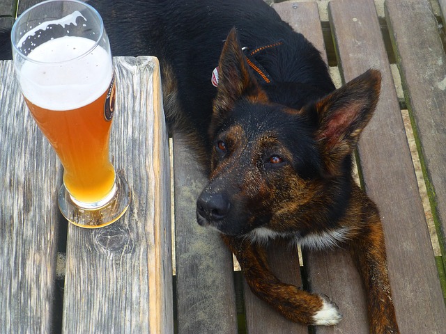 Cane che guarda una birra