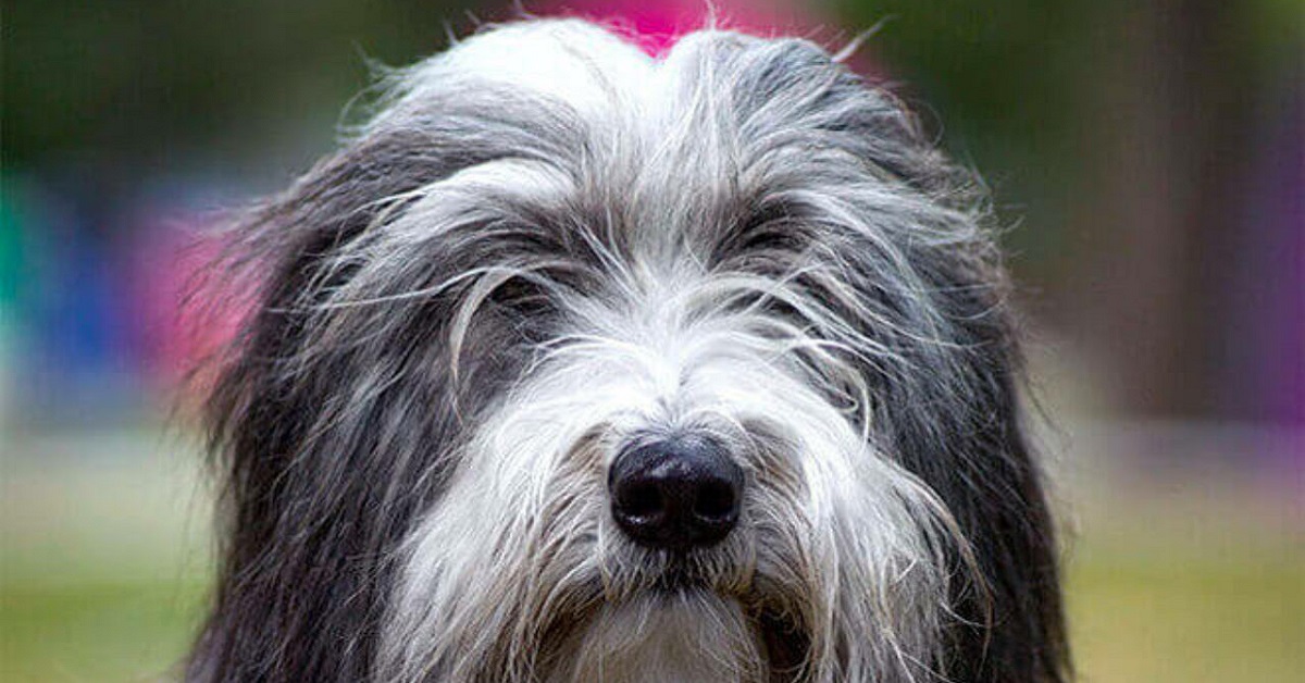 Bearded Collie cane