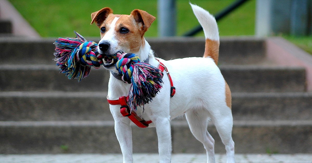 Russel Terrier cane