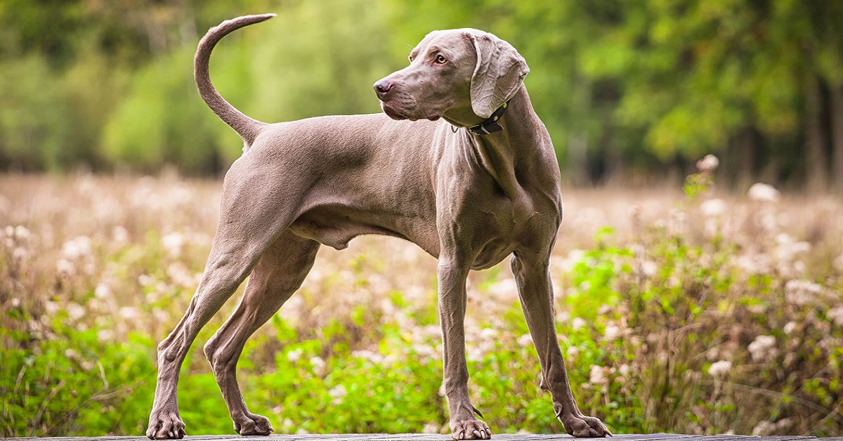 Weimaraner cane