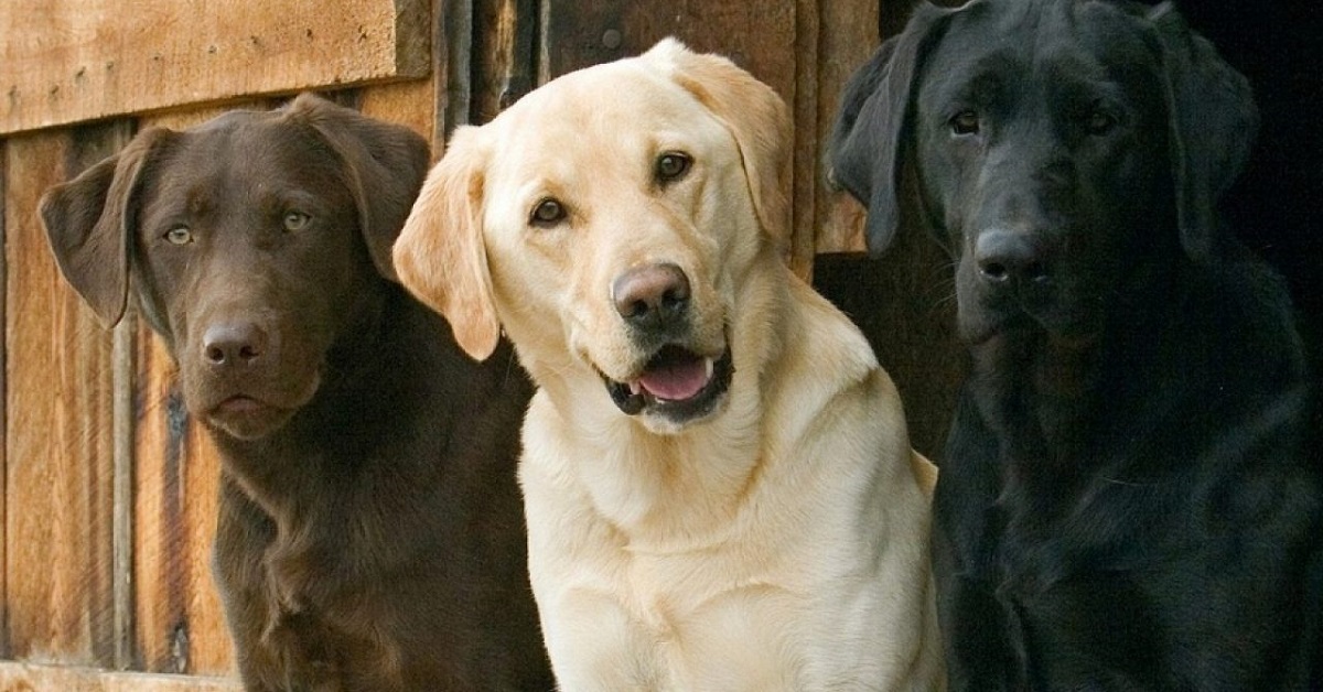 cani labrador