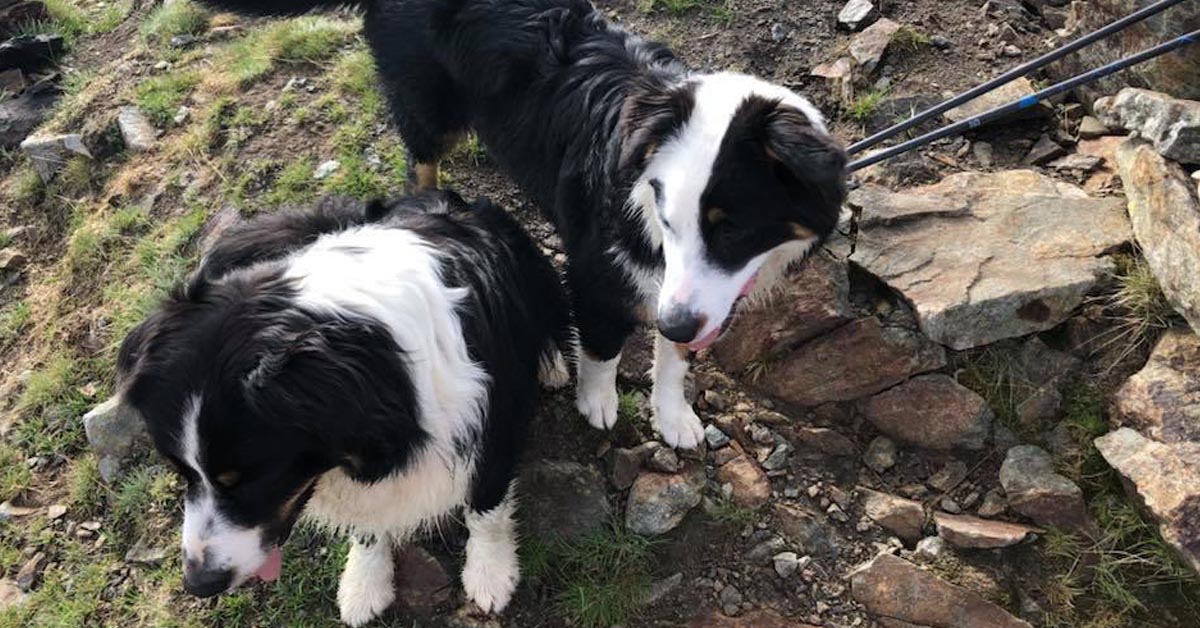 Cani dispersi in montagna: Kim e Lucy sono state ritrovate dopo 12 giorni