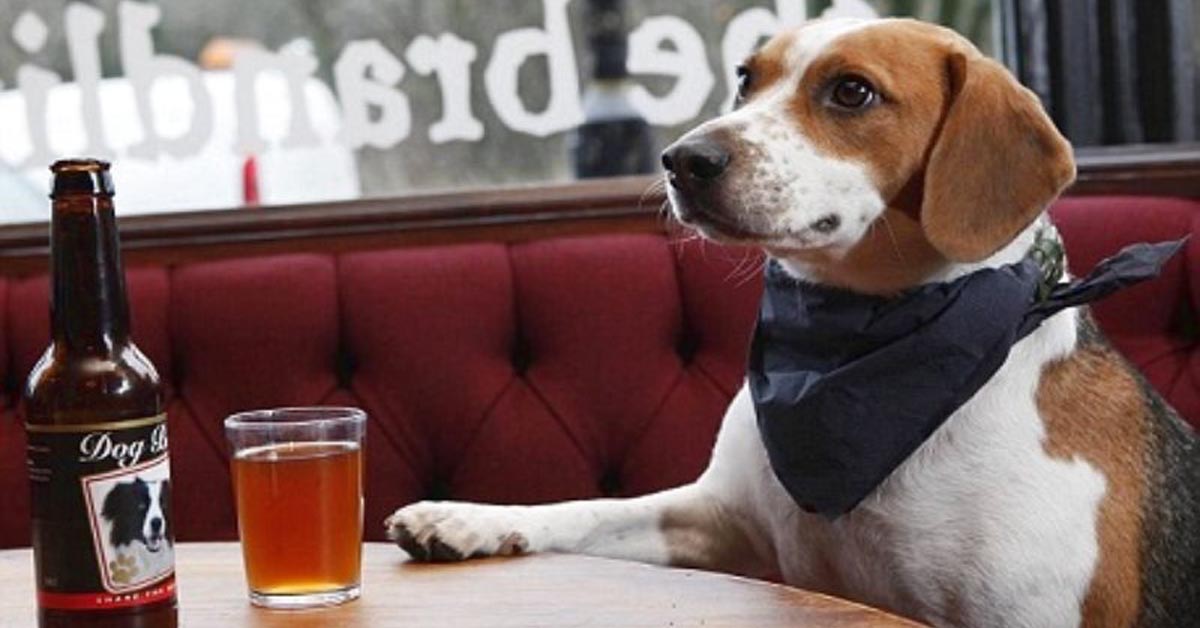 Cani e gatti: arrivano dall’Inghilterra la birra e il prosecco solo per loro