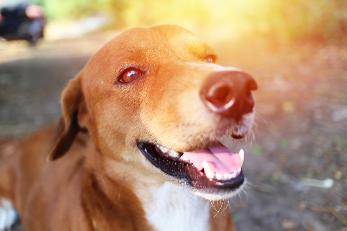 il cane e la luce