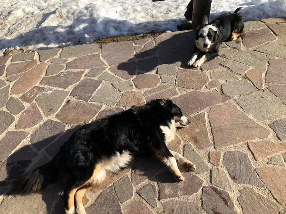 Due cani che si riposano al sole