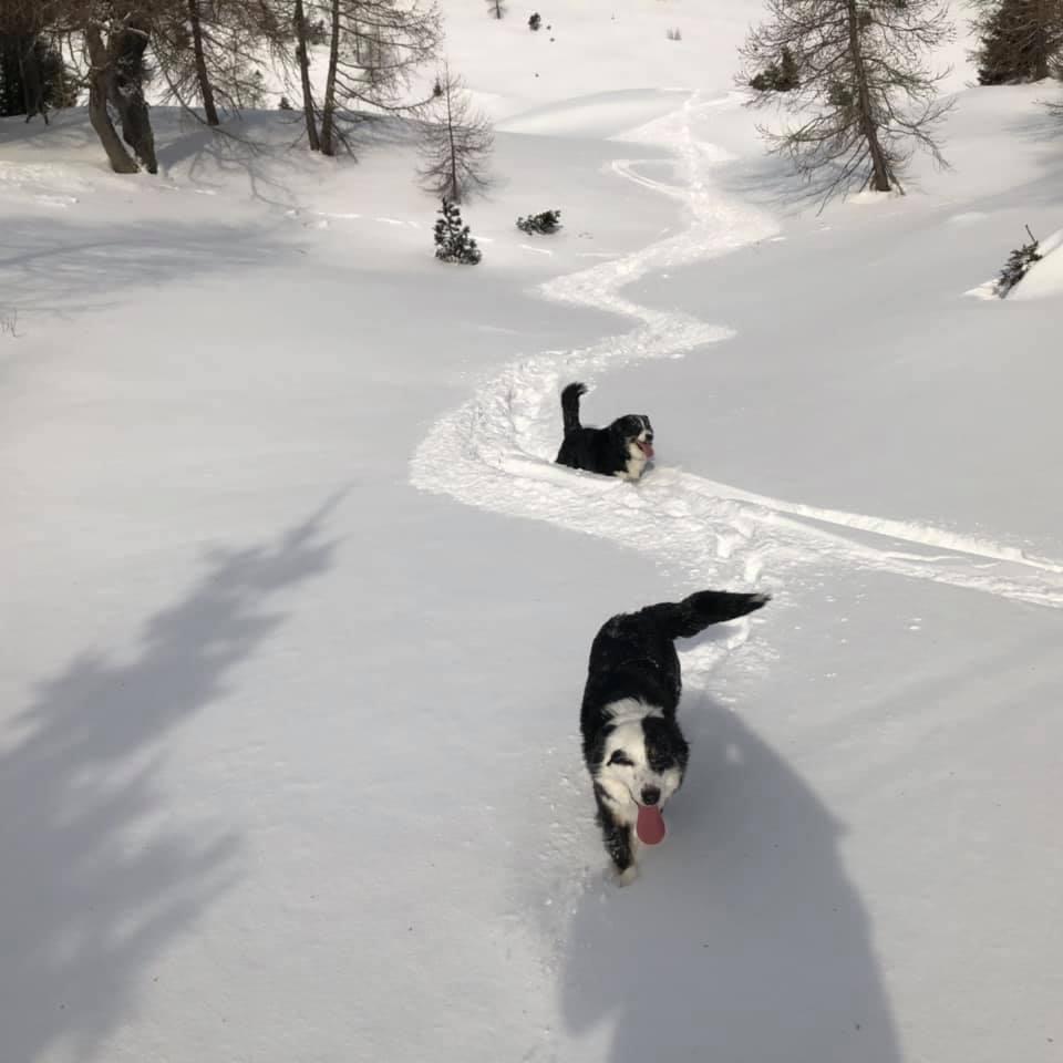 Due cani felici nella neve