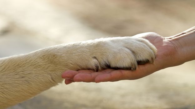 I cani combattono la depressione