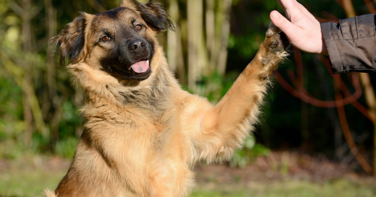 Il rapporto tra uomo e cane è più forte di quello tra gli umani