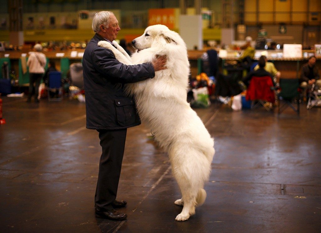 il-rapporto-uomo-cane-e-migliore-di-quello-tra-gli-umani