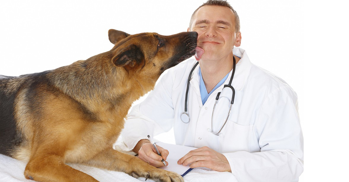 Ulcera intestinale nel cane: cos’è e cosa fare