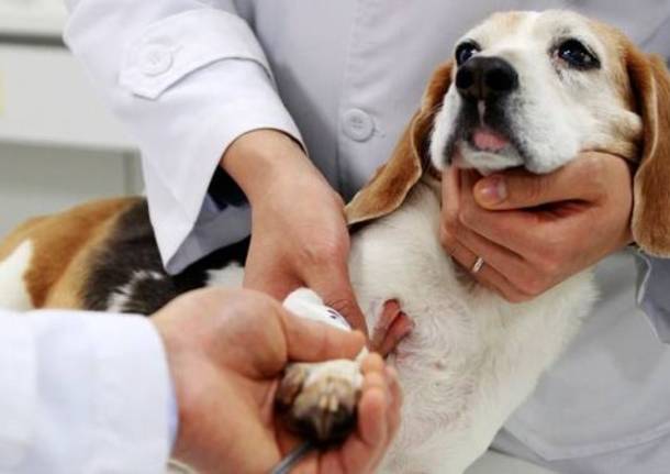 in-umbria-il-veterinario-e-gratis-se-adotti