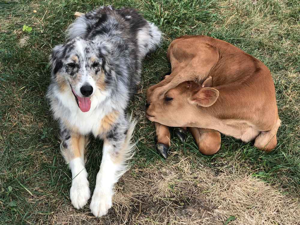 la-particolare-amicizia-tra-un-cane-e-un-vitellino